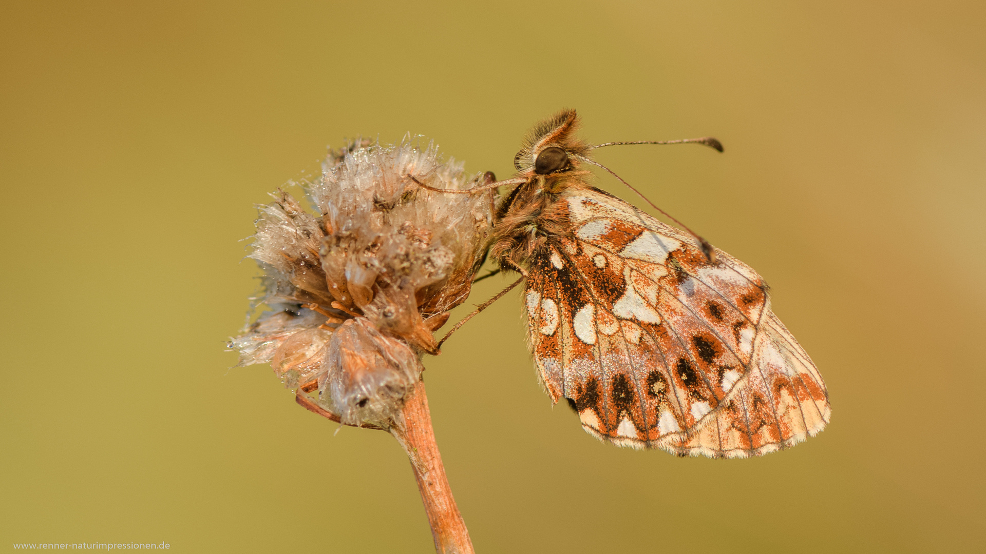 Sehr klein&hellip;. Foto &amp; Bild | tiere, wildlife, schmetterlinge Bilder auf