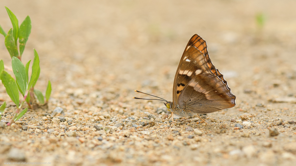 Sehr klein&hellip; Foto &amp; Bild | tiere, wildlife, schmetterlinge Bilder auf