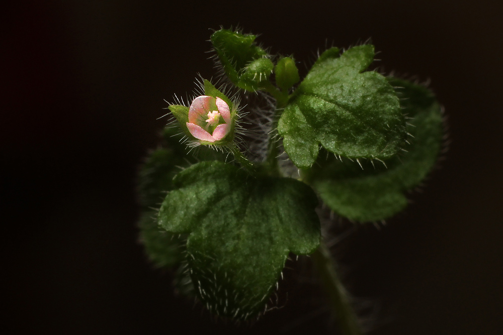 Sehr kleine Blüte.