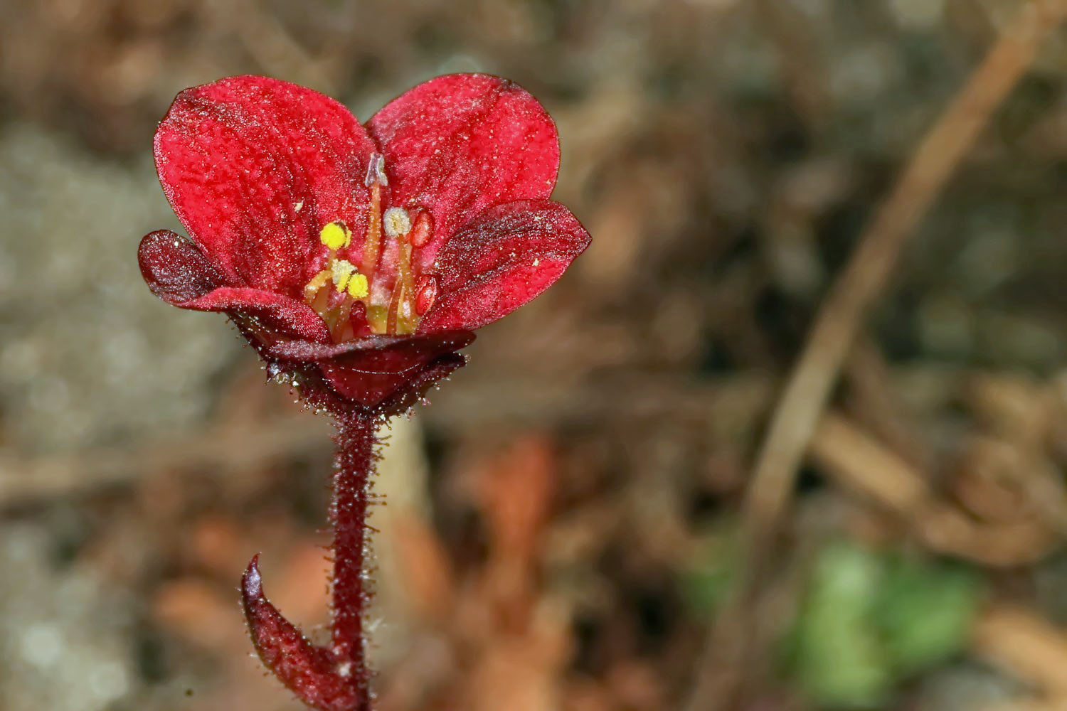 sehr kleine Blüte