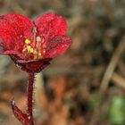 sehr kleine Blüte