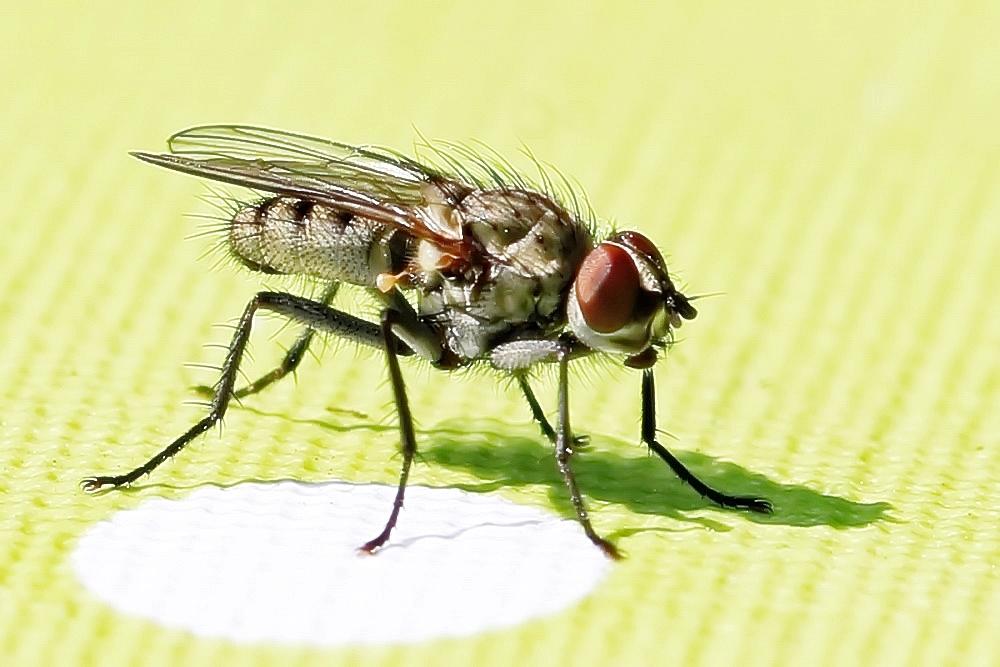 sehr kleine Fliege Foto & Bild fliegen, fotos, makro Bilder auf