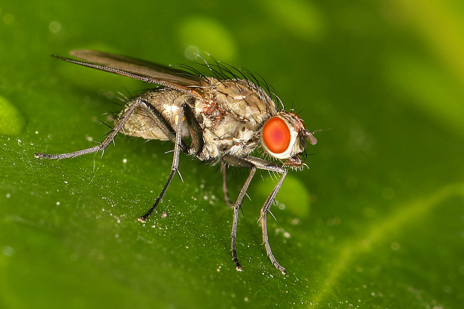 sehr kleine Fliege