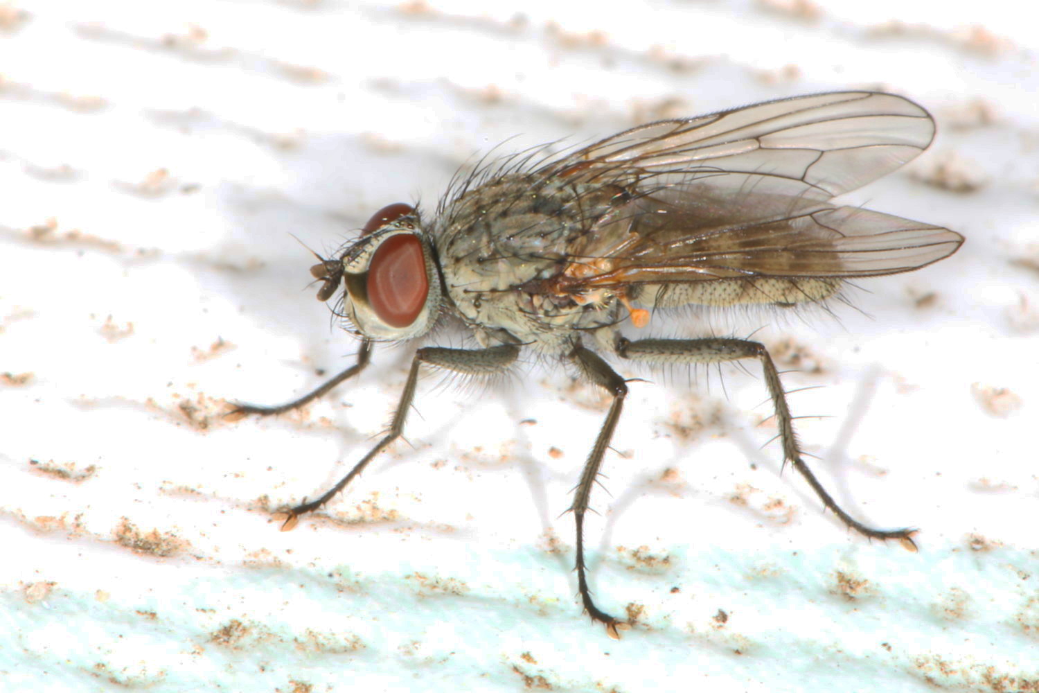 sehr kleine Fliege Foto & Bild fotos, makro, natur Bilder auf