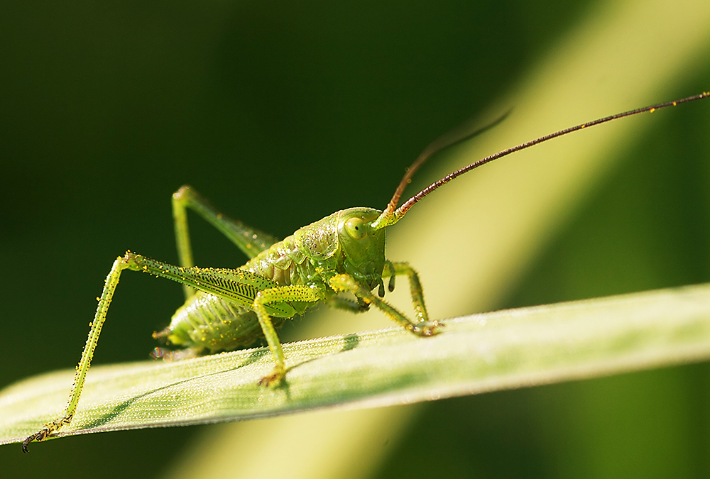 41+ Kleine Grüne Heuschrecke Im Garten, Heuschrecken gehören zu den