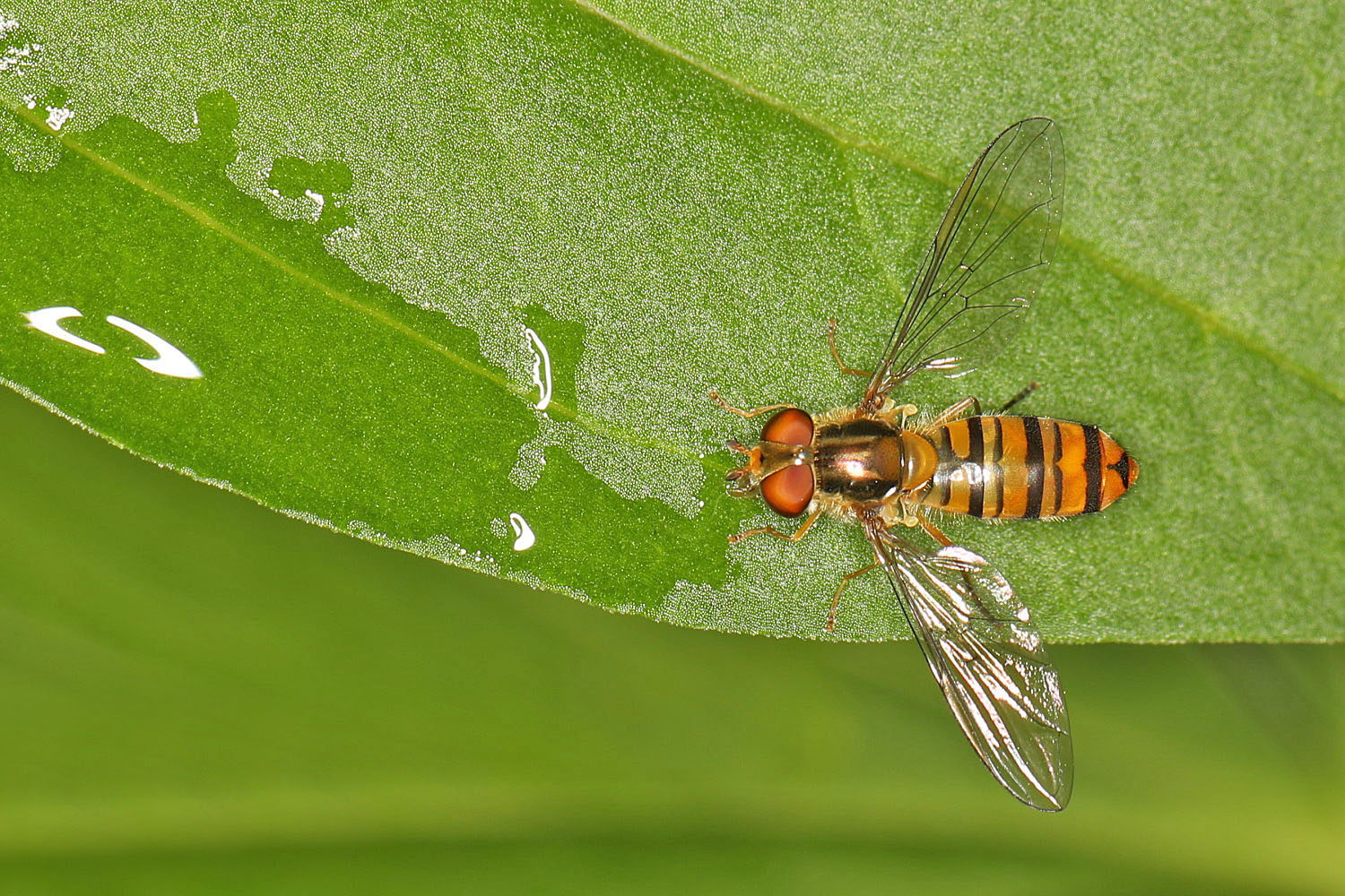 sehr kleine Schwebfliege