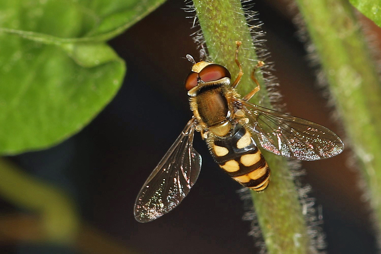 sehr kleine Schwebfliege