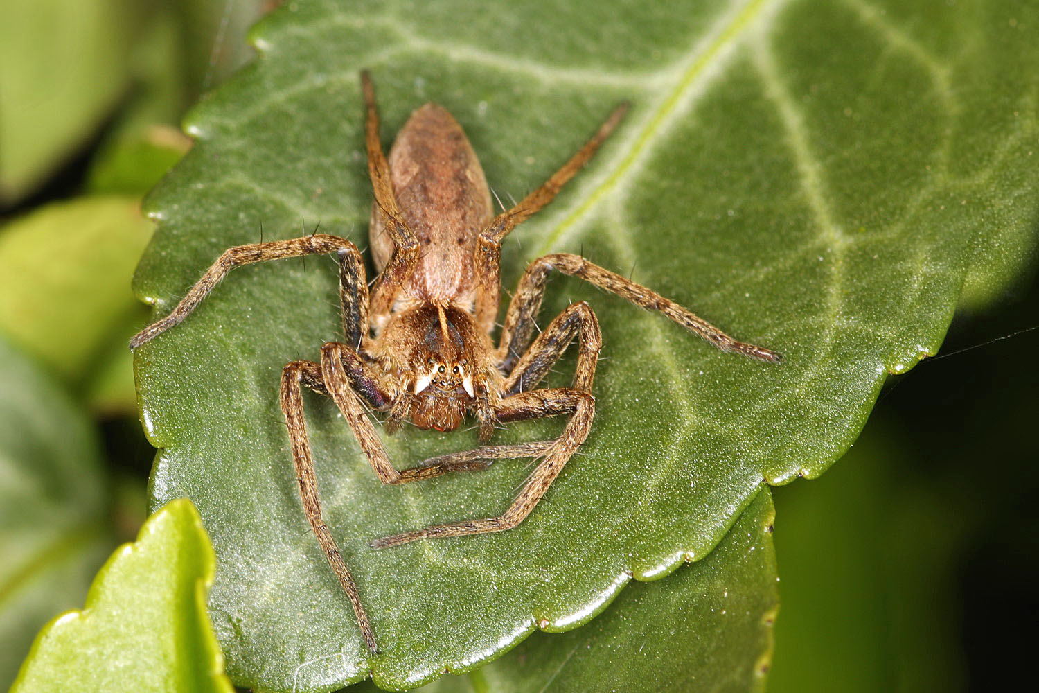 sehr kleine Spinne...