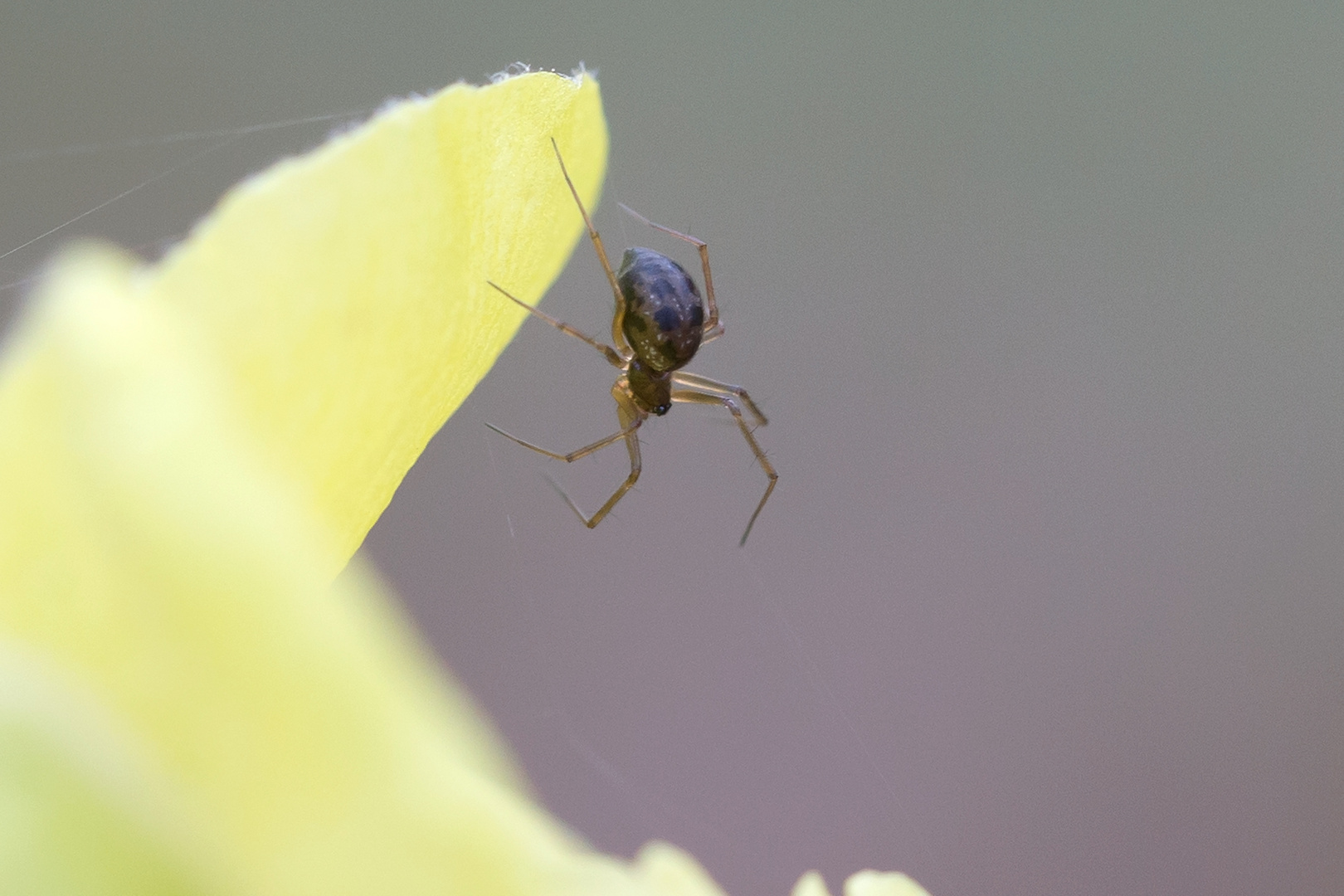 Sehr kleine Spinne am seidenen Faden...