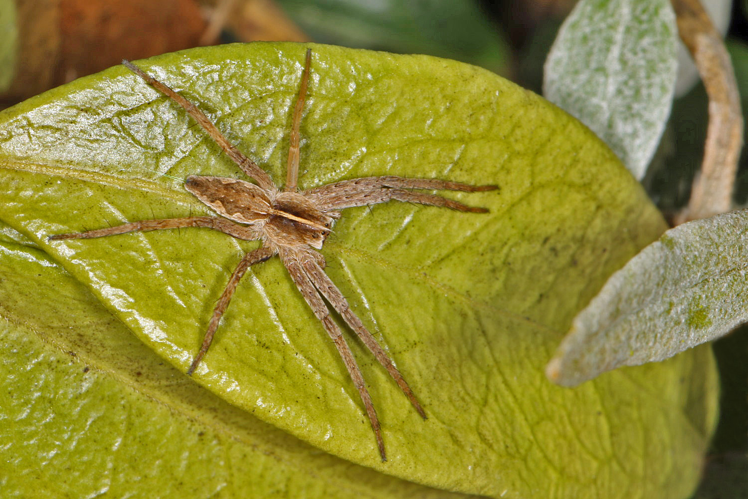 sehr kleine Spinne