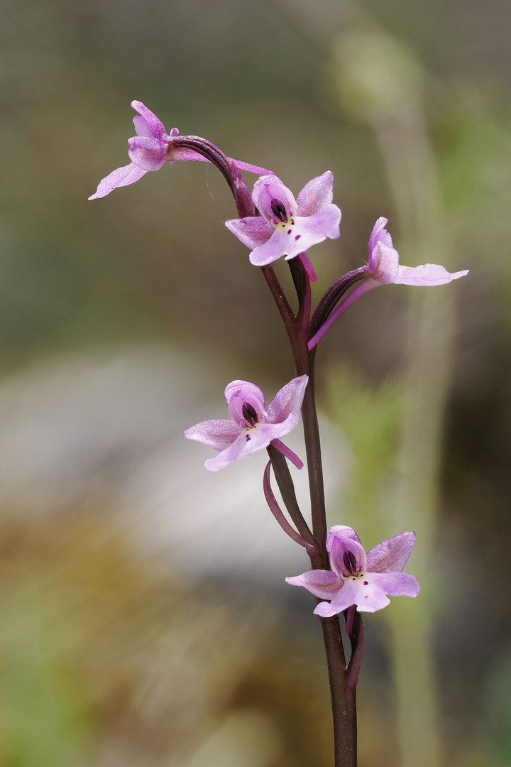 Sehr kleine Wilde Orchidee auf Kreta