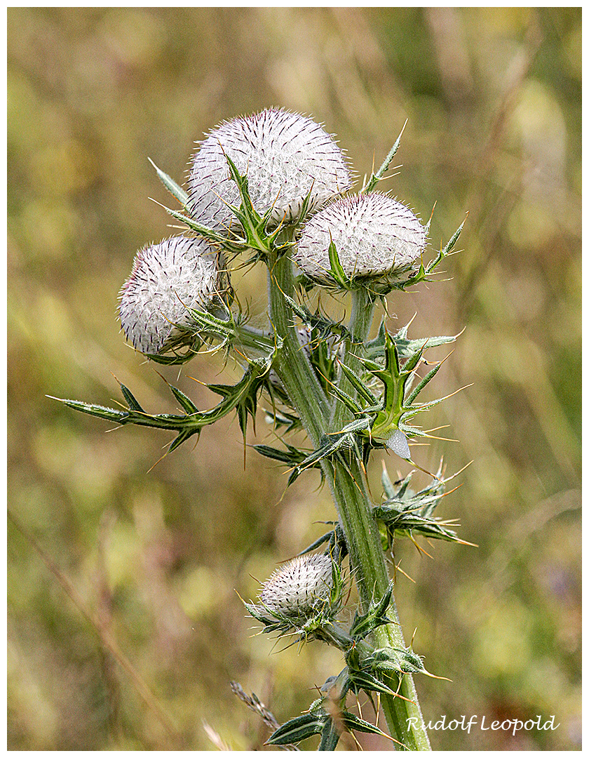 Sehr kratzig die wollige Distel