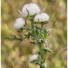 Sehr kratzig die wollige Distel