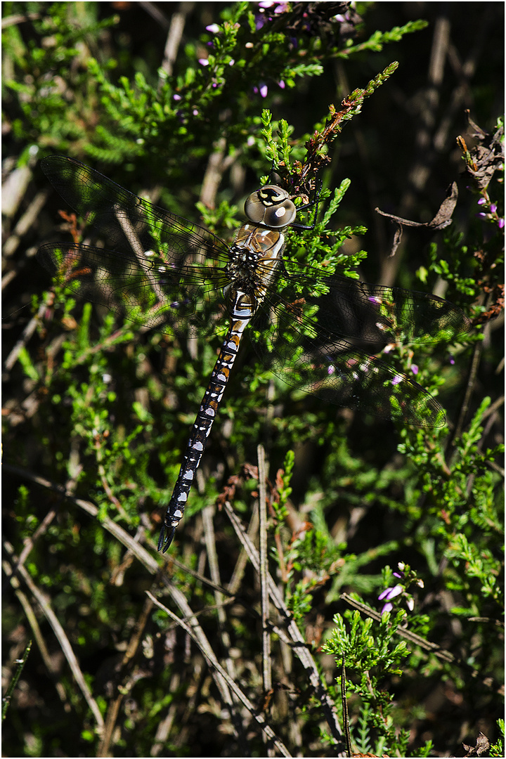 Sehr nah kam ich der Herbstmosaikjungfer - Aeshna mixta - als . . .