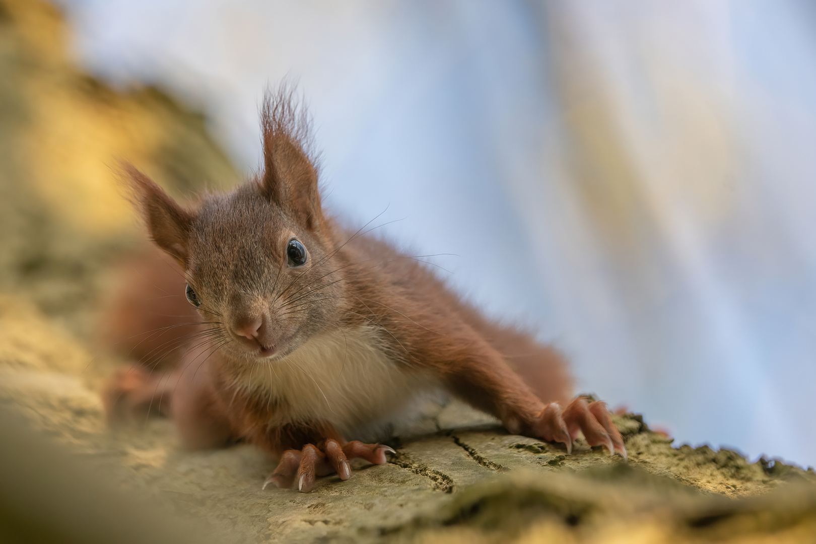 Sehr neugierig das Hörnchen :-)