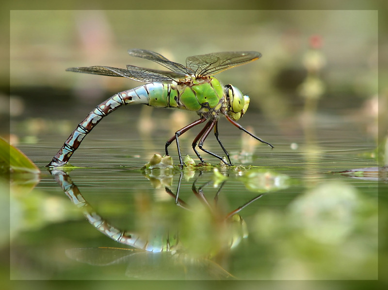 Sehr schön Libelle.