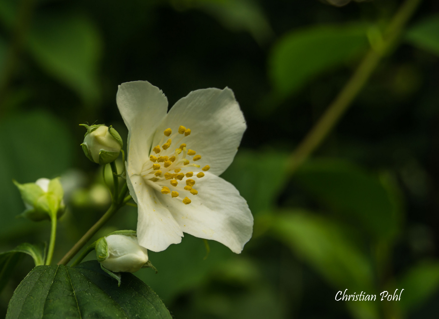 sehr schöne Blüte