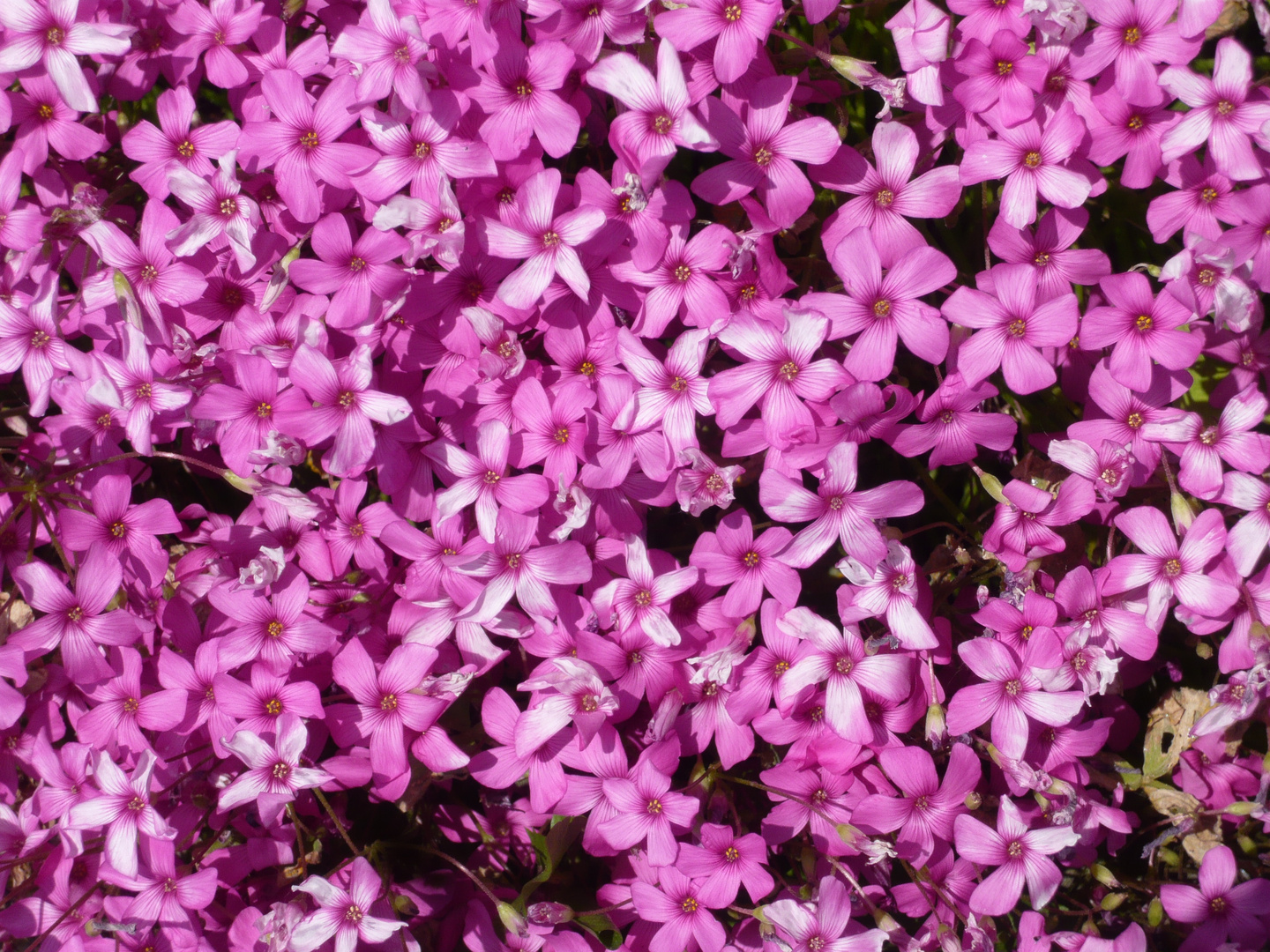 Sehr schöne Blumen in  in Normandie  Frankreich