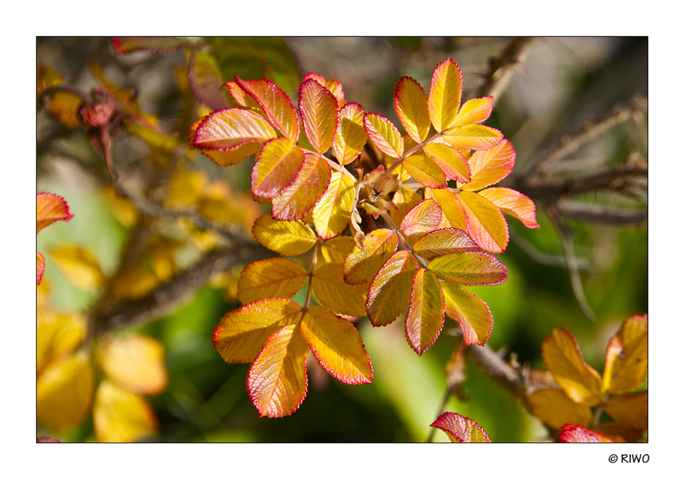 sehr schöne Herbstfarben.........