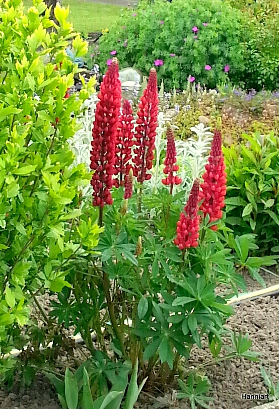 sehr schöne Lupine