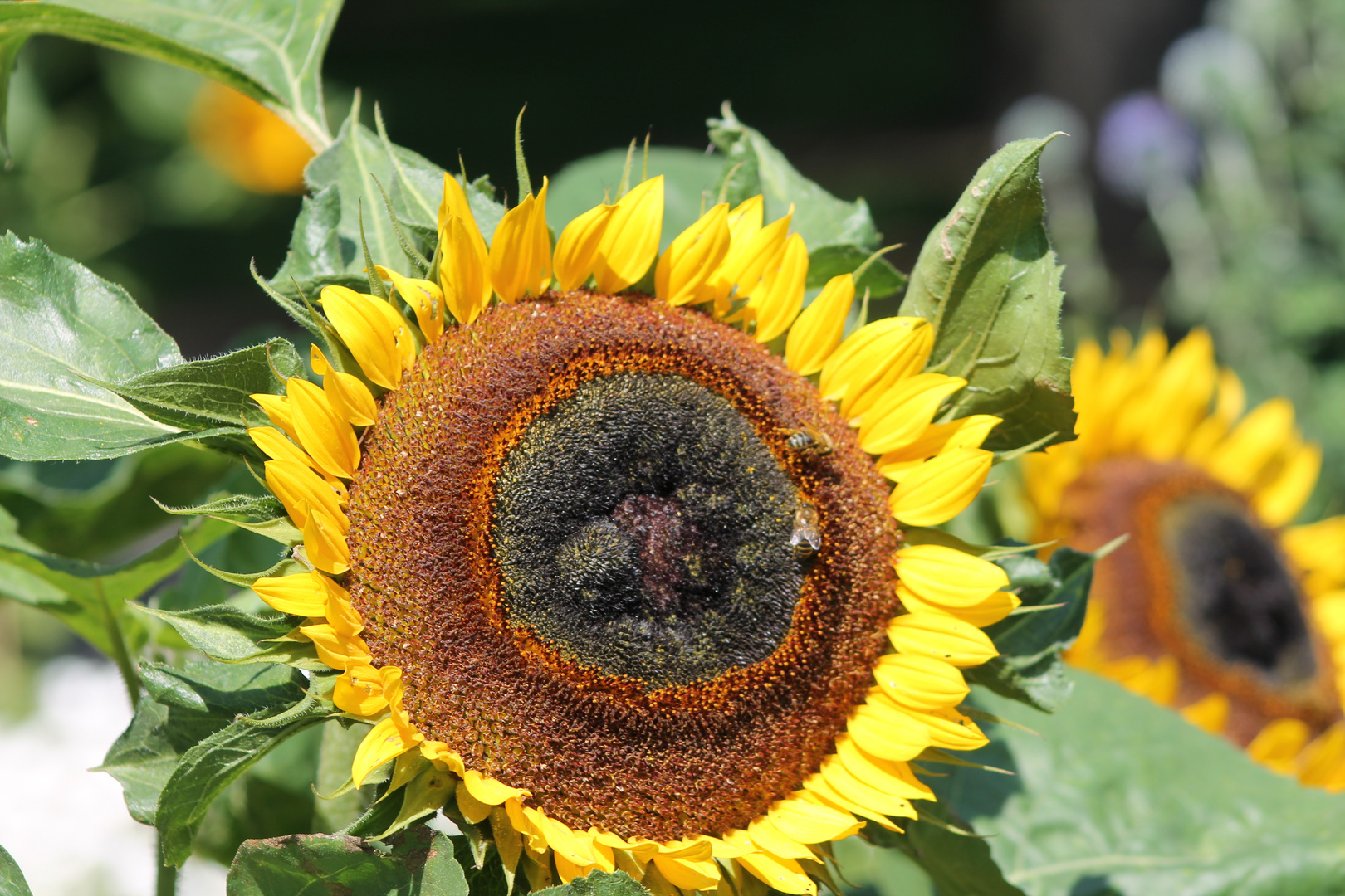 Sehr schöne Sonnenblume