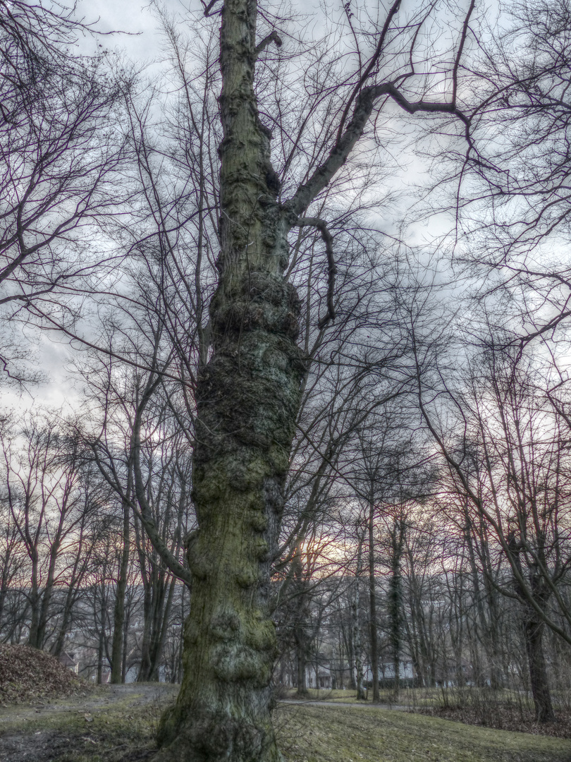 Sehr schöner Baum