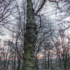 Sehr schöner Baum