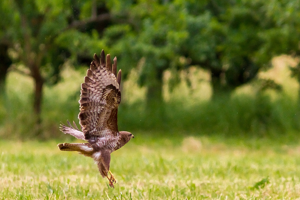 sehr schöner Bussard