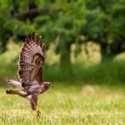 sehr schöner Bussard