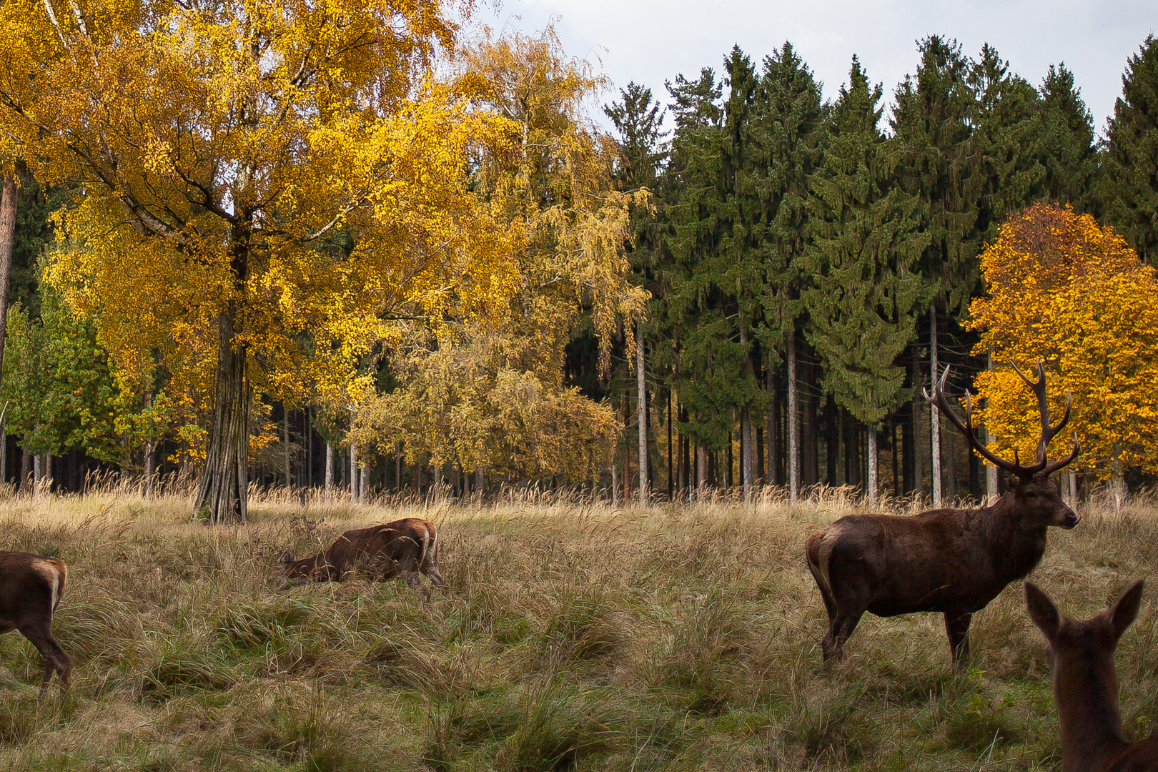 Sehr schönes Herbstbild mit Hirsch