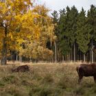 Sehr schönes Herbstbild mit Hirsch