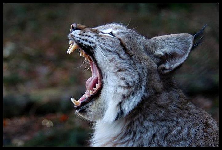 Sehr, sehr müder Luchs