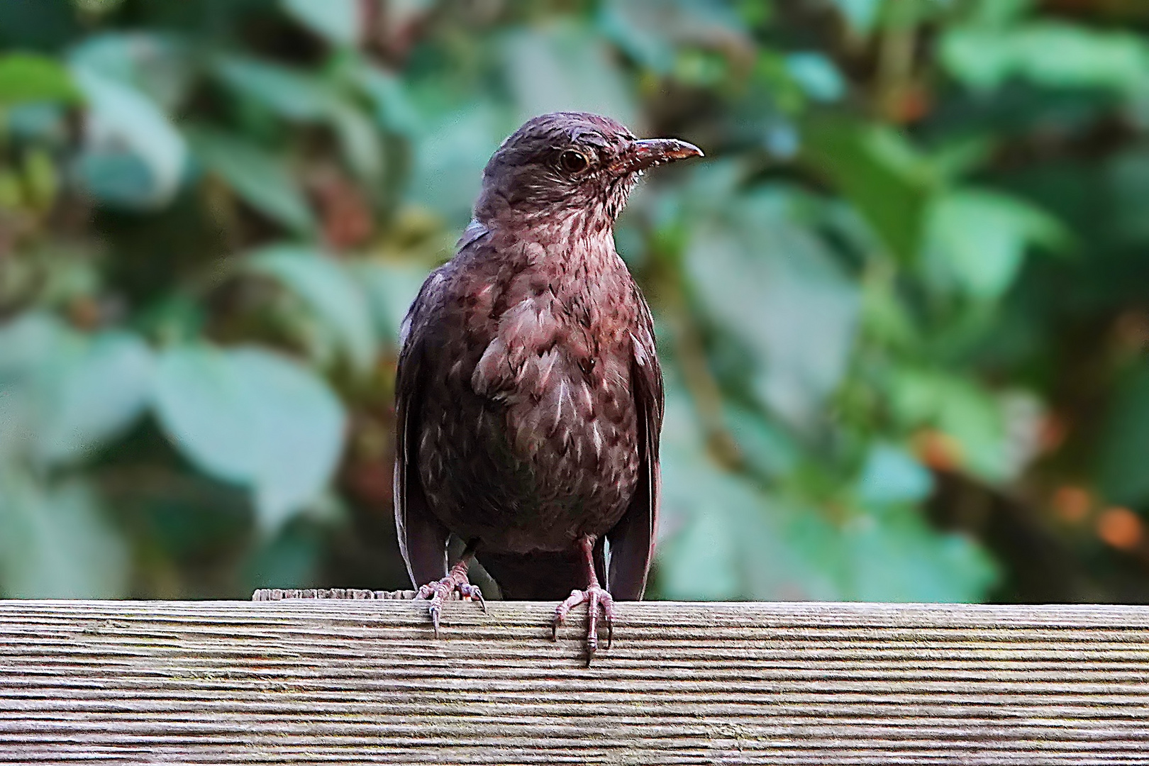 sehr selbstbewusst Foto & Bild | natur, tiere, vögel Bilder auf fotocommunity