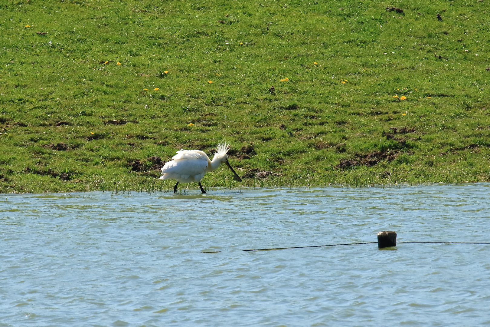 Sehr seltene Vogelart entdeckt ! (DOKU)