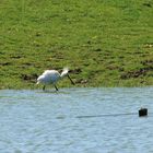 Sehr seltene Vogelart entdeckt ! (DOKU)