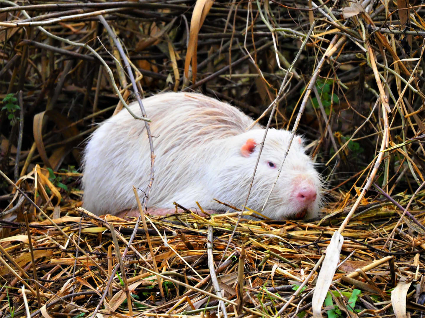 Sehr seltener Anblick: weiße Nutria