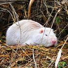 Sehr seltener Anblick: weiße Nutria