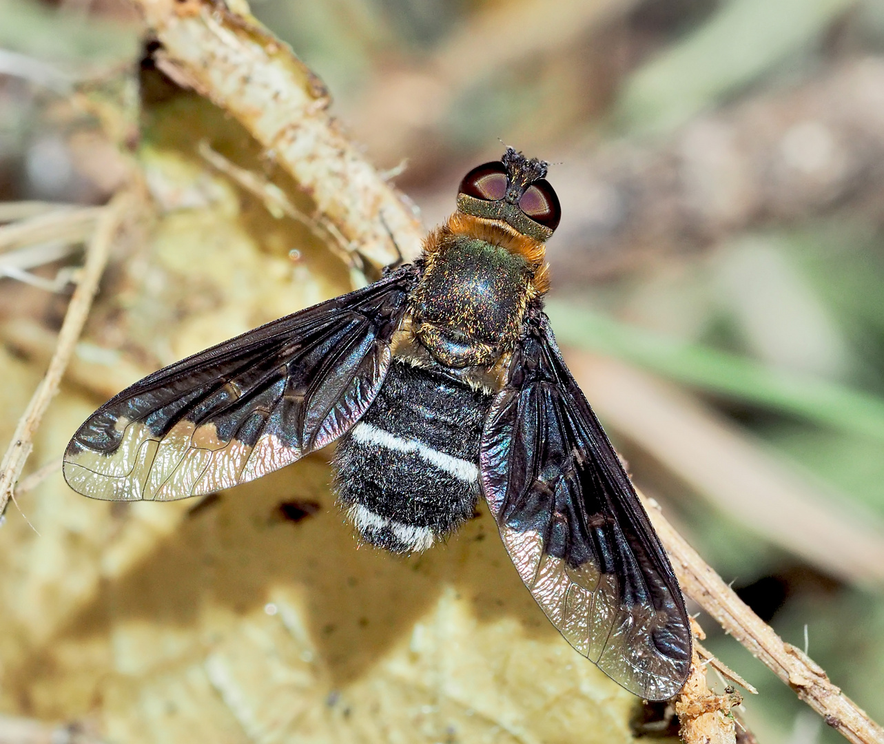 Sehr seltener Wollschweber (Hemipenthes velutina)! * - Bombyle genre Hemipenthes velutina.