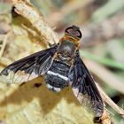 Sehr seltener Wollschweber (Hemipenthes velutina)! * - Bombyle genre Hemipenthes velutina.