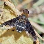 Sehr seltener Wollschweber (Hemipenthes velutina)! * - Bombyle genre Hemipenthes velutina.