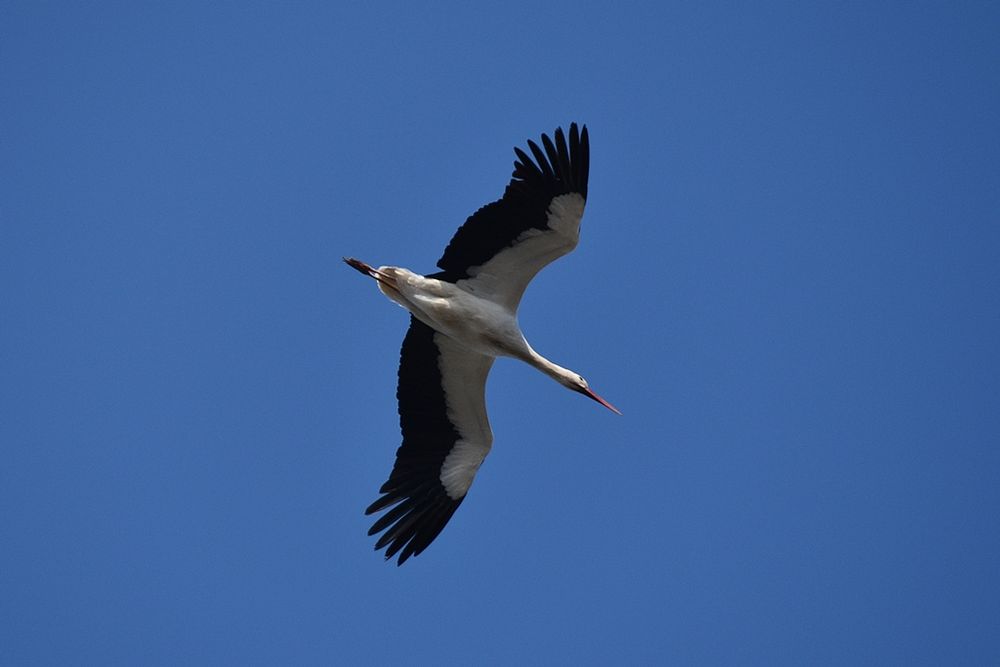 Sehr seltener Zugvogel