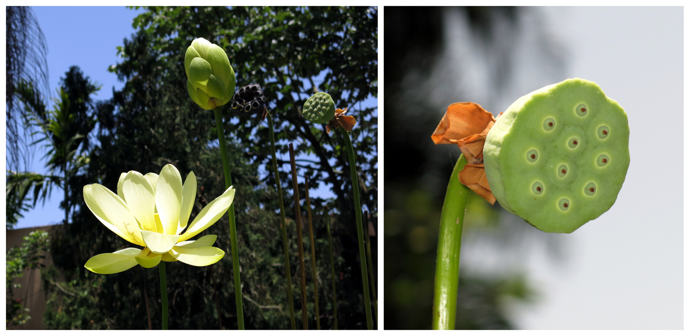 Sehr spezielle tropische Blume