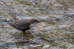 sehr standorttreu sind die Wasseramseln in Baden-Baden