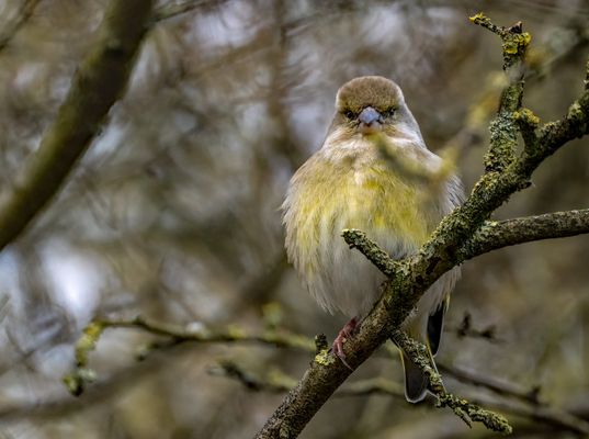 "SEHR STRENGER BLICK"