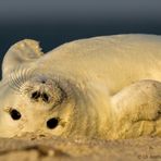 Sehr stürmischer Jahreswechsel auf Helgoland