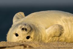 Sehr stürmischer Jahreswechsel auf Helgoland