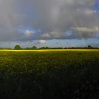 sehr viel Gelb mit Regenbogen