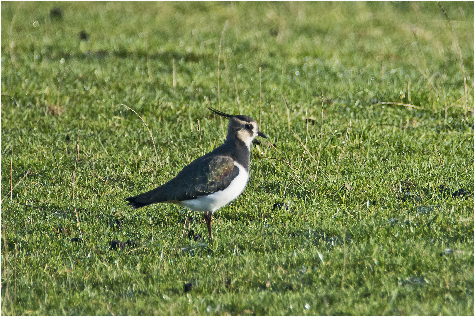 Sehr viele Kiebitze (Vanellus vanellus) entdeckte ich . . .