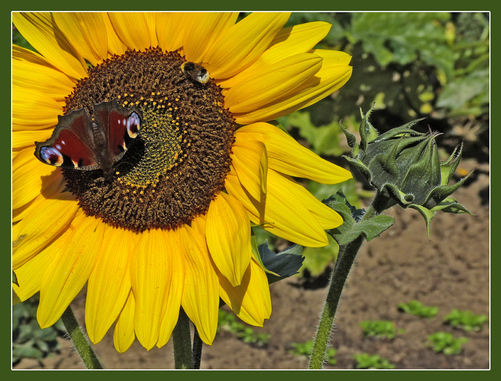 Sehr viele Lebewesen haben Freude an dieser Blume.