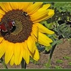 Sehr viele Lebewesen haben Freude an dieser Blume.